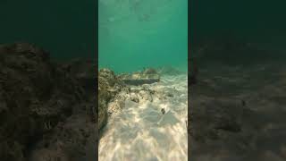 Cancún Bajo el Agua Underwater View [upl. by Fraze251]