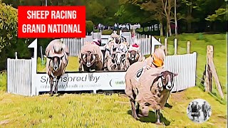 Sheep Racing  The Grand National [upl. by Nagyam]