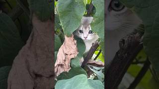 A stray cat Click to watch the full version [upl. by Niroht]