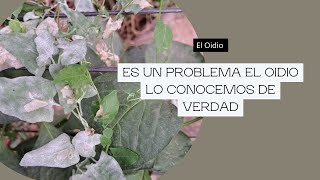 ¿Cuándo el oídio es un Problema [upl. by Eatnoid]