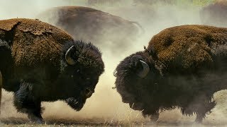 Bison Fight for Mating Rights  BBC Earth [upl. by Filip740]