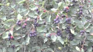 Growing Saskatoons at The Saskatoon Farm [upl. by Enra221]