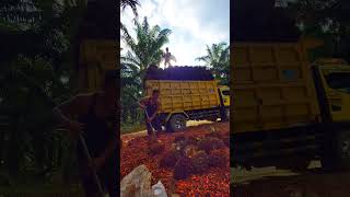 Palm oil lifting indonesia viralvideo shorts [upl. by Cale]