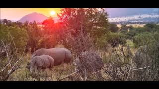 Pilanesberg National ParkP [upl. by Pihc716]