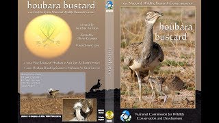 Houbara Bustard Eng [upl. by Ahsert]