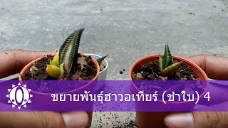 🌵 How to propagation haworthia วิธีขยายพันธุ์ฮาวอเทีย 4 วิธีชำใบ [upl. by Keary182]