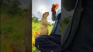 Cute Wild animal bobak marmot or prairie dog eating cookies yummy 100 [upl. by Drahcir]