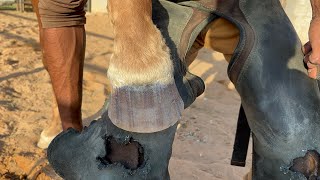 Hoof satisfying and Restoration [upl. by Fonzie353]