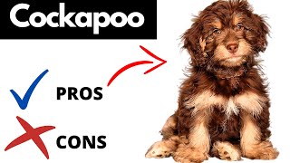 Cockapoo Pros And Cons  Should You REALLY Get A COCKAPOO [upl. by Klapp26]