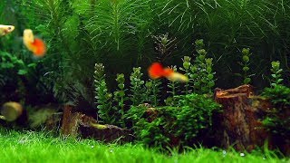 Popular Freshwater Plants Part 1 [upl. by Donielle]