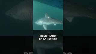 Descubre caso raro de depredación entre Tiburones 😟 [upl. by Oinoitna]