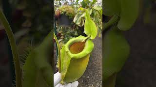 Item Short BE4050 N spathulata x ampullaria  solid green carnivorous nepenthes [upl. by Sanborn]