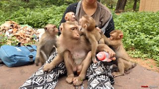 Baby Jenifers Heartwarming Adventure Playing amp Drinking Milk with Abandoned Monkeys 🐒❤️ [upl. by Anada]