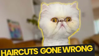 Pet Haircuts GONE WRONG [upl. by Blandina995]