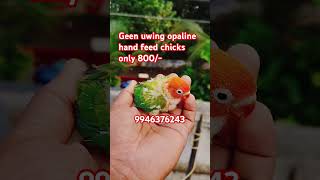 Green uwing opaline hand feed chick 800 only [upl. by Dallis]