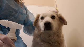 Breathing treatment for a dog with pneumonia [upl. by Ocihc]