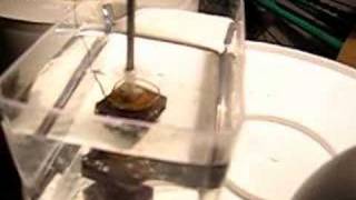 Magnet Electrolysis WaterVineger Vortex [upl. by Emmott]