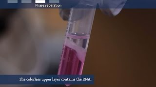 How to isolate RNA from tissue or cells [upl. by Valenta863]