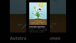 Autotroph vs Heterotroph biologie abitur lehrer schule [upl. by Rihana634]