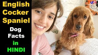 English Cocker Spaniel Dog Facts In Hindi  Popular Dogs  TUC [upl. by Zetrom]