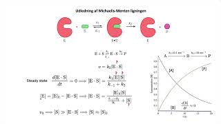 MichaelisMenten kinetik og steady state [upl. by Ahsiym]