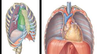 Anatomia Mediastino [upl. by Holton]