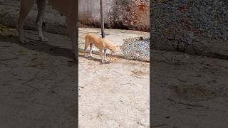 🐕 cachorro engasgado pets viral teimoso cao sertão [upl. by Ezara]