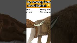 top Amazing Facts about Elephant 🤯shorts [upl. by Vedi]