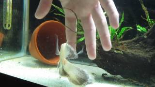 Long Finned Oscar Hand Feeding [upl. by Isola]