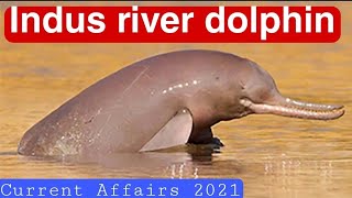 Indus River dolphin  Platanista gangetica minor [upl. by Eceer]