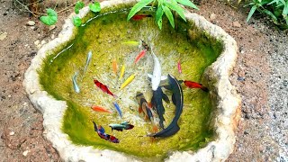 Menangkap Ikan Glofish Ikan Synodontis Ikan Koi Ikan Black ghost Ikan Maskoki Ikan Cupang [upl. by Payson796]