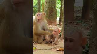 219 Cutebabymonkeys cuteMonkeysanimals [upl. by Atiluap]