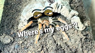 Megaphobema Robustum eggsack Vlog 5 [upl. by Hays]