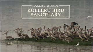 Kolleru Bird Sanctuary  Birding in Andhra Pradesh [upl. by Giulia]