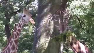 Tierpark Hagenbeck 3 Teil [upl. by Beghtol653]