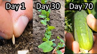 Growing Pickling Cucumbers from Seed to Harvest [upl. by Pembrook837]