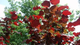 Corylus maxima Red Zellernus Purpleleaved Hazel [upl. by Thomasa]