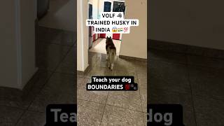 Trained HUSKY knows his boundaries🚨 husky dogtraining traineddog [upl. by Uzzi]