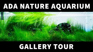 All aquascape in the ADA NATURE AQUARIUM GALLERY at 2023 4K aquascape [upl. by Lorrimor561]