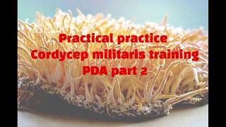 Practical practice Cordycep militaris training  PDA part 2 by Divya Rawat [upl. by Keating]