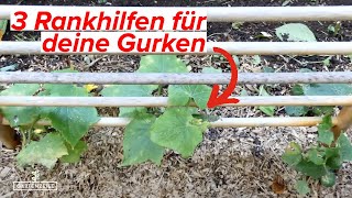 3 simple Rankhilfen für Deine Gurken So erreichst Du optimales Wachstum DIY Tipp [upl. by Ericksen920]