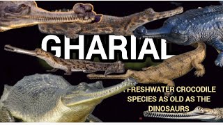 The Gharial  a fresh water species as old as dinosaur  rare gharial facts HAPPYPAWSANDWE [upl. by Atinaj]