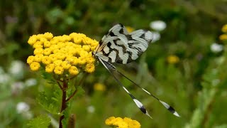 nemoptera sinuata  insects of Greece [upl. by Jeri]