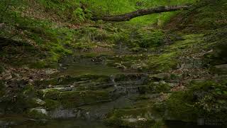 4K HDR Babbling Brook  Trickling Forest Creek  Water Sounds  Relaxing Nature Video [upl. by Pierrette]