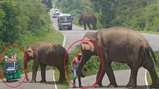 Elephant on Kataragama Buttala road thrilling tourofsivasri elephant wildlife wildelephants [upl. by Rodman]