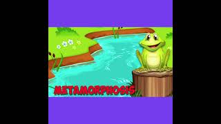 Amphibian Song short version [upl. by Nohsav]