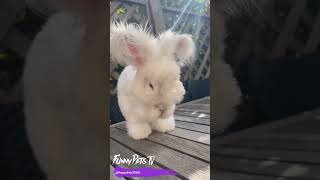 Cute Angora Rabbit Enjoying Sunshine with Adorable Long Ears 🌞🐰 [upl. by Sivam]