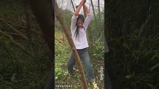 Tree cutting shorts viralshorts treecutting farming cutting agriculture [upl. by Annahaj]