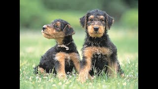 かわいい仔犬 エアデールテリアのおもしろいお話 Funny story of cute puppy Airedale Terrier [upl. by Yahsed]