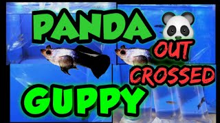 PANDA GUPPY OUTCROSSING TO MY OLD STRAIN PANDA 🐼 GUPPY STRAIN [upl. by Airotkiv356]